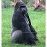 rOO0wsW8Lpk-channel-avatar-Apes On Air