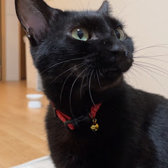 黒猫アンちゃん