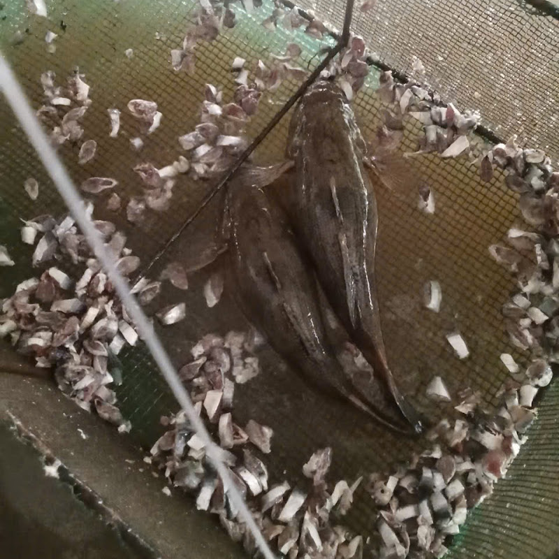 Cá bống tượng giống vn