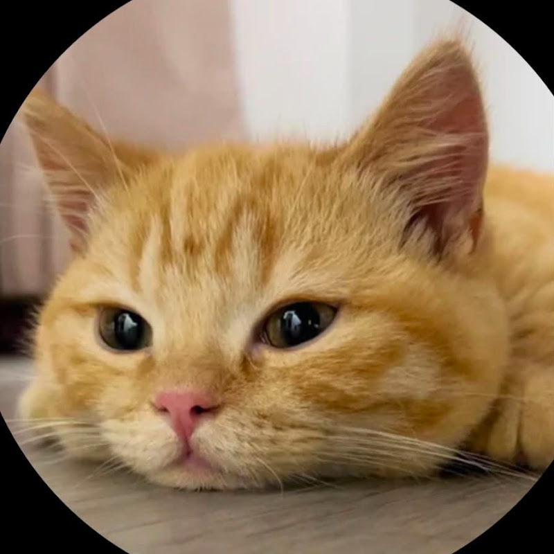 NO1 CAT MEMES