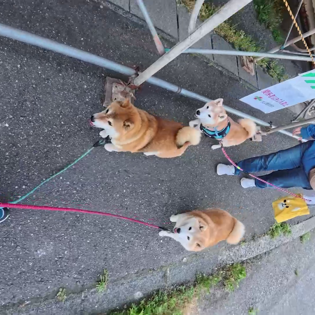 仲良し柴犬♡フライパン YouTube