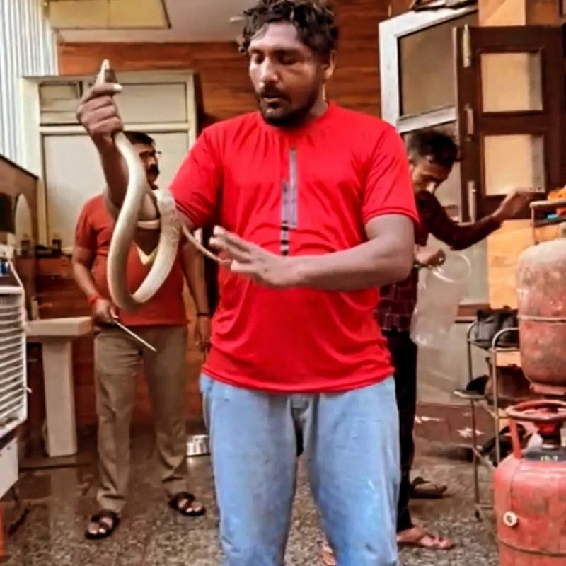 Hire Snake Chandigarh — Pets & Animals YouTube creator for sponsorships