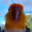 diegotheparrot