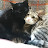 ChibiKuro - Cat Diary -