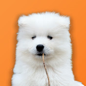 Rio the Samoyed