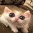 TFEGailAA_c-channel-avatar-11doodlebug11