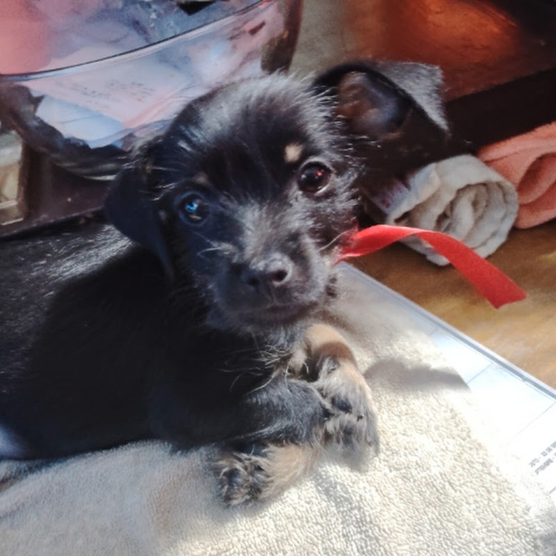 EL BOCHINCHERO LEGAL  