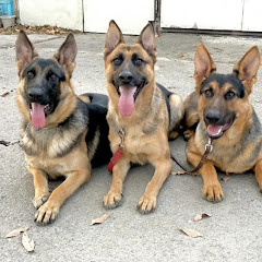 犬の学校　栃木県警察犬訓練所アイコン画像