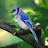 The Blue Jay Master