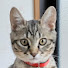 ioHTFv8jPJM-channel-avatar-車で来た猫そら