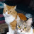 @نورالهدى-ص9ك6س