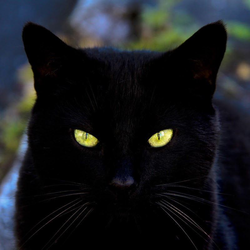 Black Cat Wargames