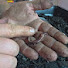 NX61HBP3ibc-channel-avatar-Big Pappa's Wormery