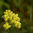@helichrysum_real