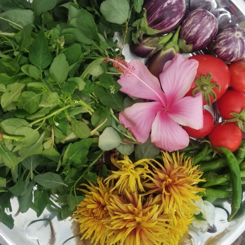 SRV Gardening and Vlogs