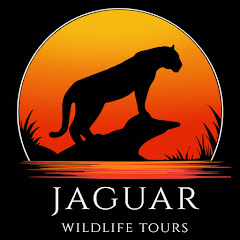 Jaguar Wildlife Tours