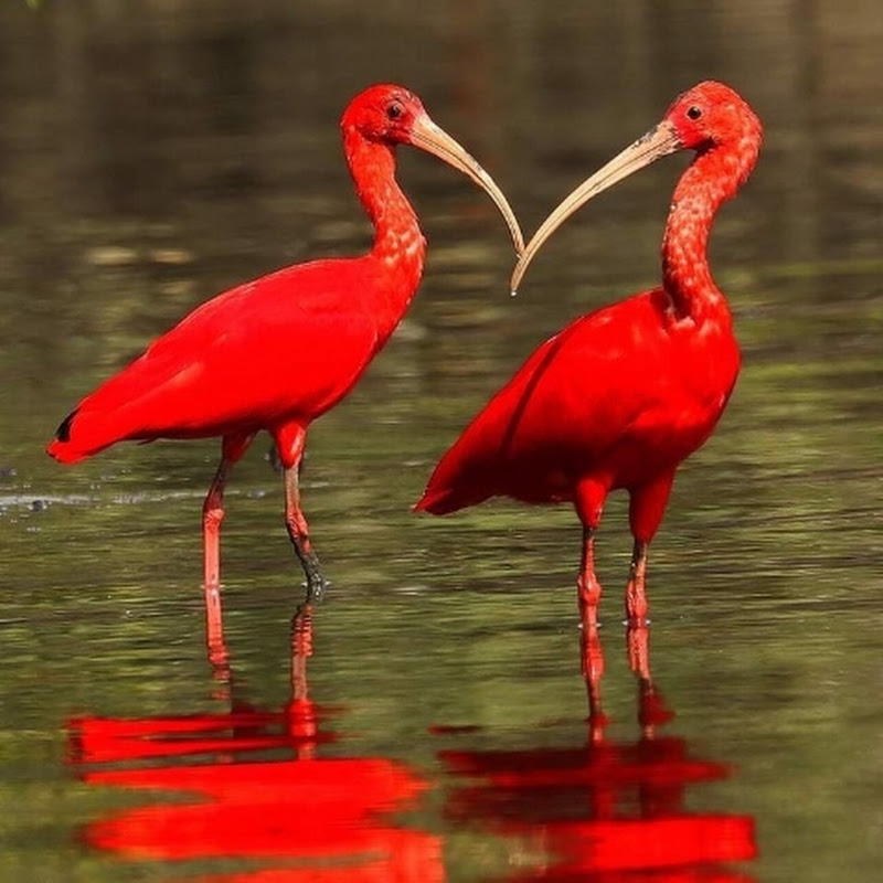 DESCOBRINDO ANIMAIS 