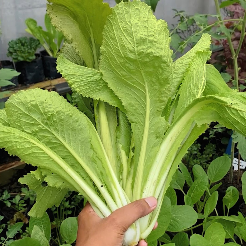 Kebun Dimas