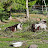 Maple island goat farm