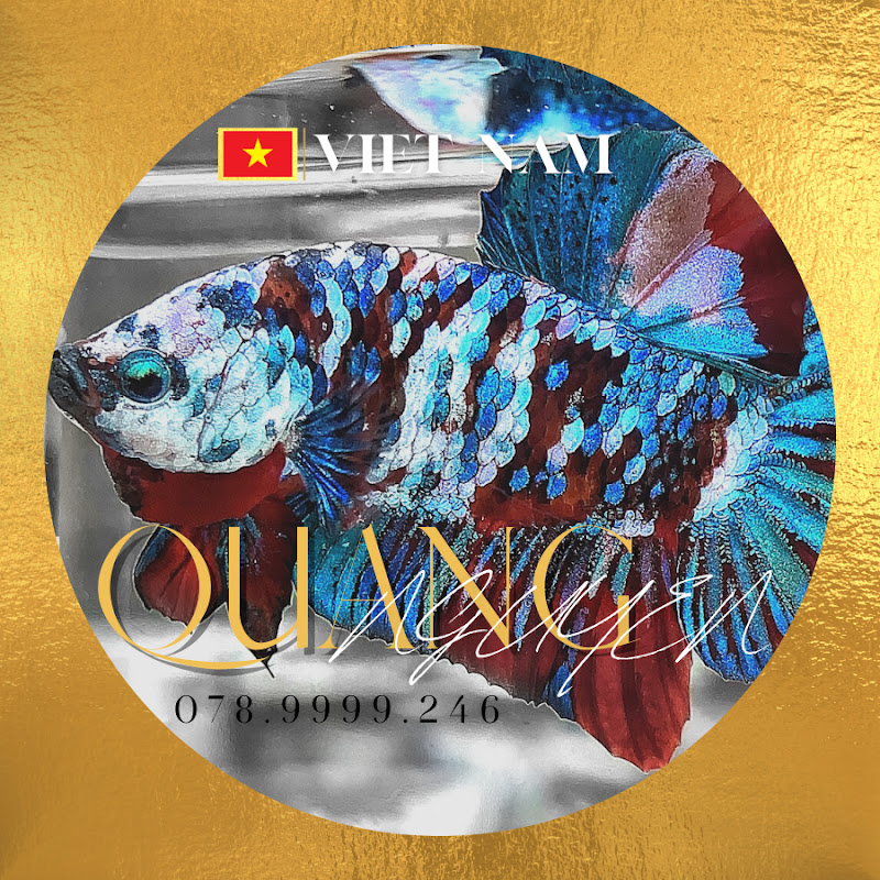 Betta Quang Nguyễn 