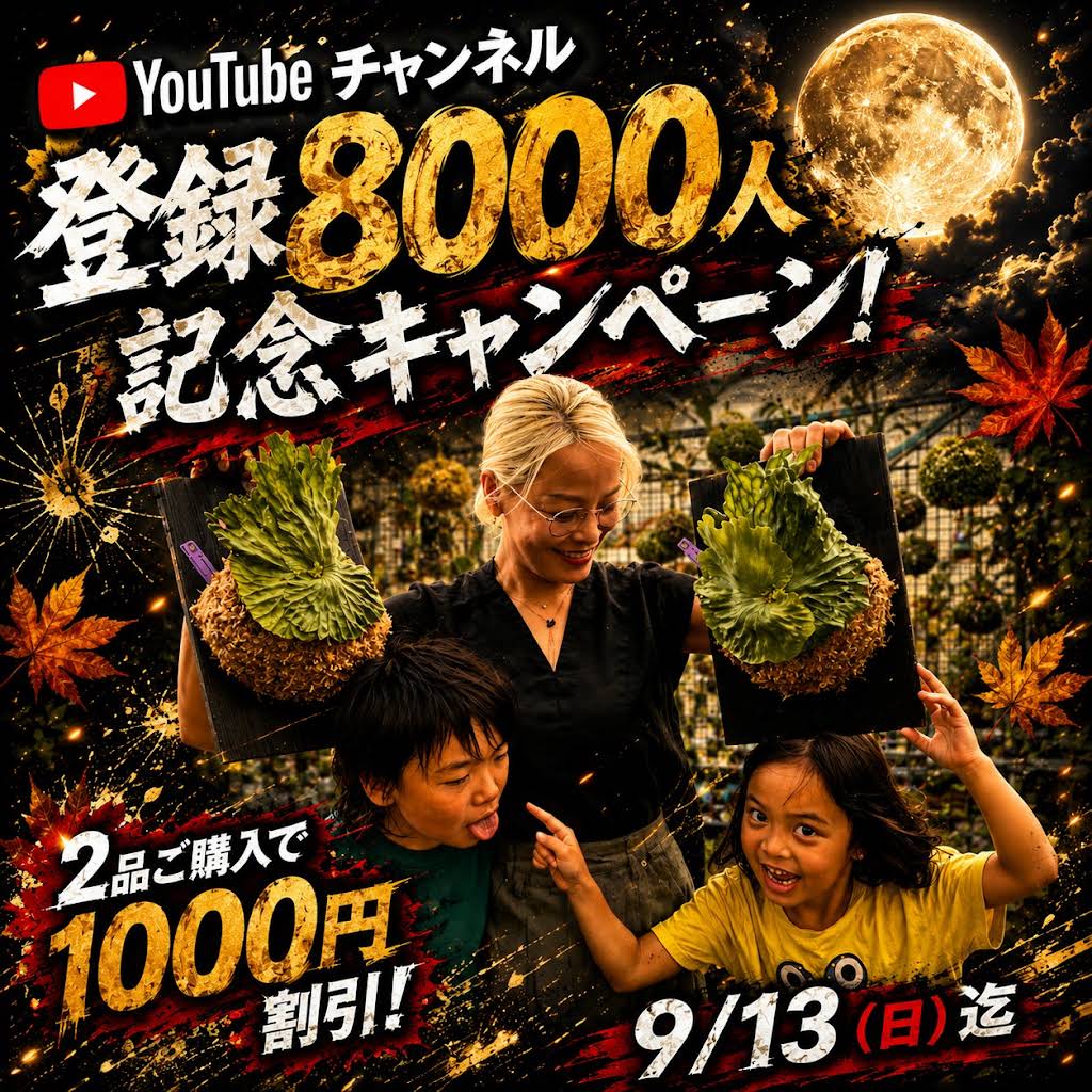 ビカクシダの森wife - YouTube
