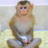 2QRBkh9QoVs-channel-avatar-Monkey Sovan