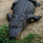 SwampDreams Productions