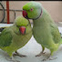 EEA8pYrU-_g-channel-avatar-Talking Parrot Mittu