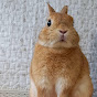 うさぎカフェ