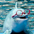 Dolphin_Watame