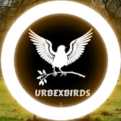 UrbexBirds
