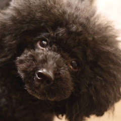 Micco's Vlog -今週のお弁当-