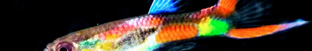 FISH TANK AQUARIUMS YouTube channel avatar