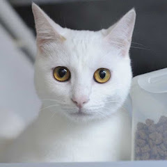 肥貓記 アイコン画像