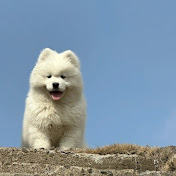Invincible White Hair Dog 33