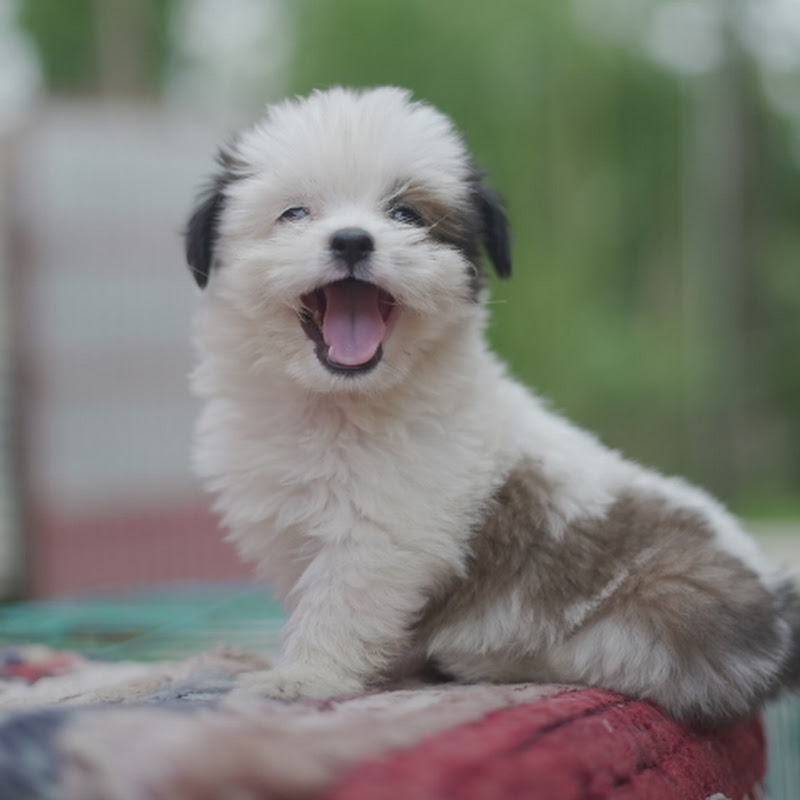 CHIRANJIT KENNEL@PET CARE