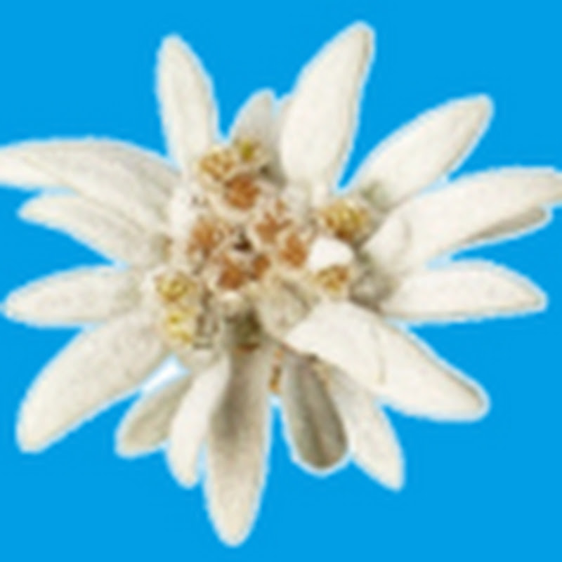 Hotel Edelweiss Fano logo