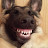@KingKillerDog