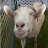 @ThatOneGoatButGoated