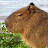 @Capybara._..