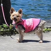 LILO san