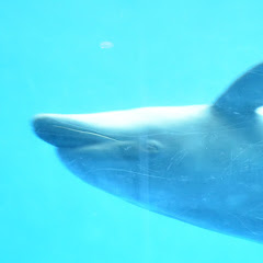 Variety is the spice of life