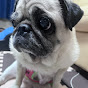 ちゃぼ