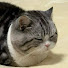 FFJflK-OpaA-channel-avatar-Pets Chaos TV