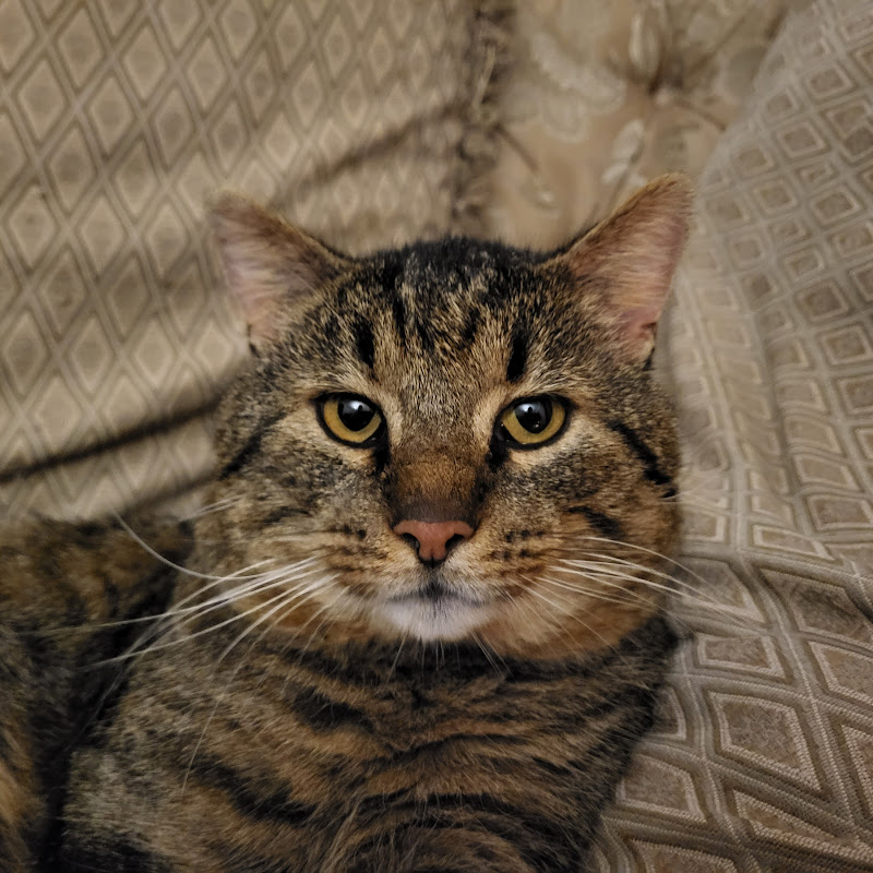 Любительский обзор от Макса Logo