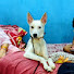 7wwuczsfUCY-channel-avatar-street dog shanky