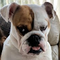 Tia English Bulldog