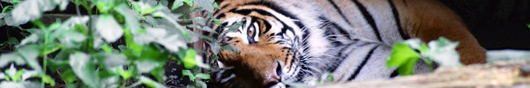 Carolina Tiger Rescue Avatar canale YouTube 