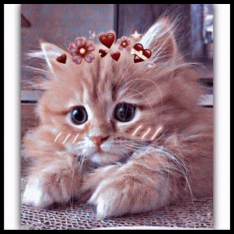 Hire cat_memes-PKM — Pets & Animals YouTube creator for sponsorships