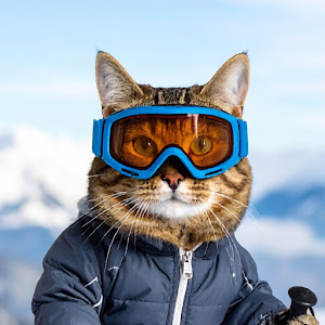 Thepetcollective YouTube channel image